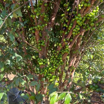FRUTÍFERAS