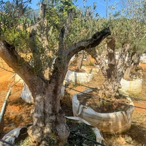 WhatsApp Image 2025-08-19 at 12.39.22